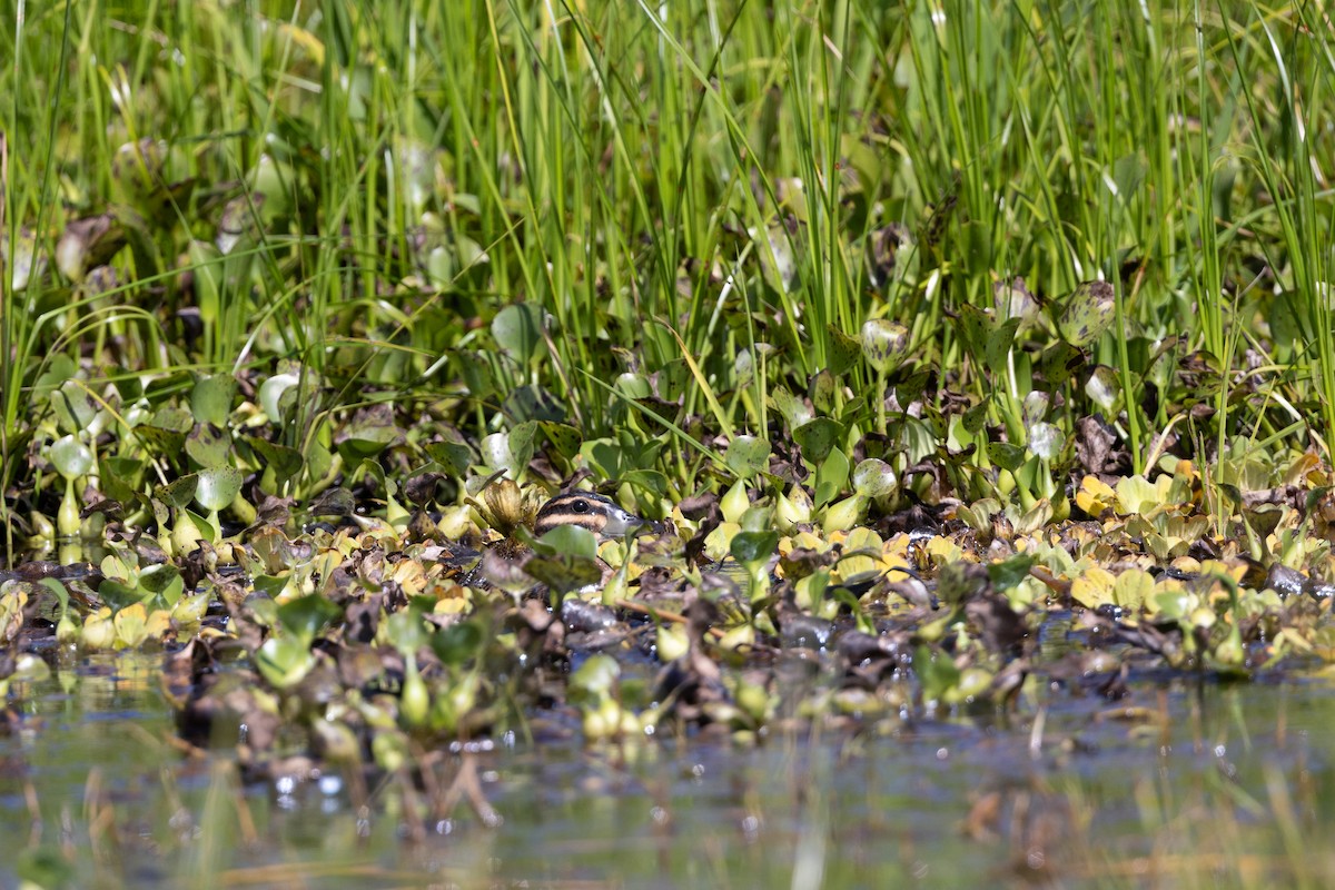 Masked Duck - ML633918152