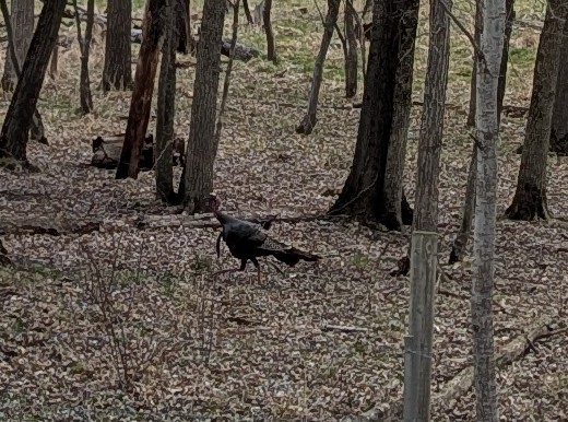 Wild Turkey - ML633918194