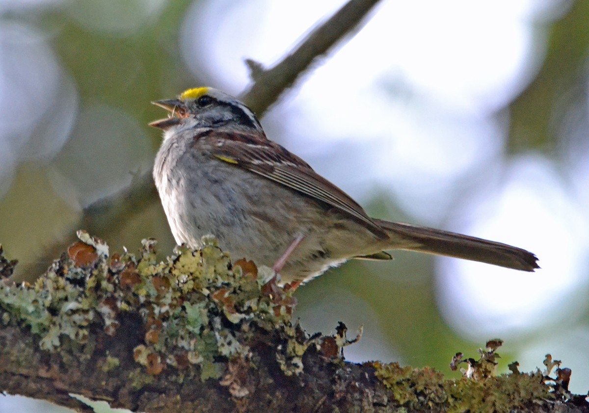 White-throated Sparrow - ML63391821