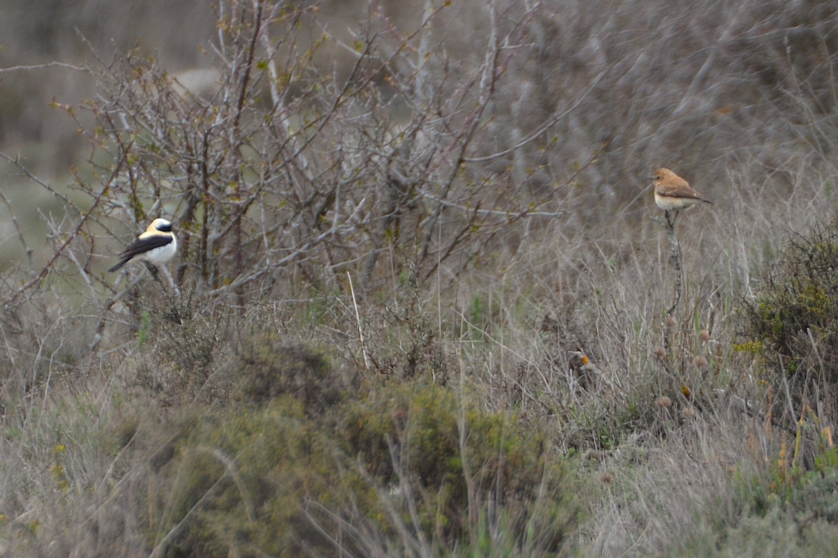 Western Black-eared Wheatear - ML633918221