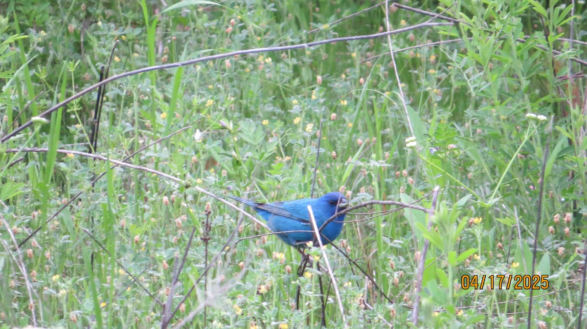 Indigo Bunting - ML633918228