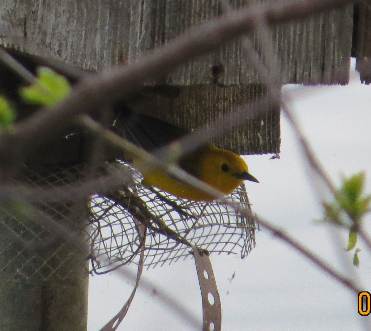 Prothonotary Warbler - ML633918236