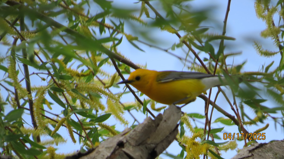Prothonotary Warbler - ML633918237