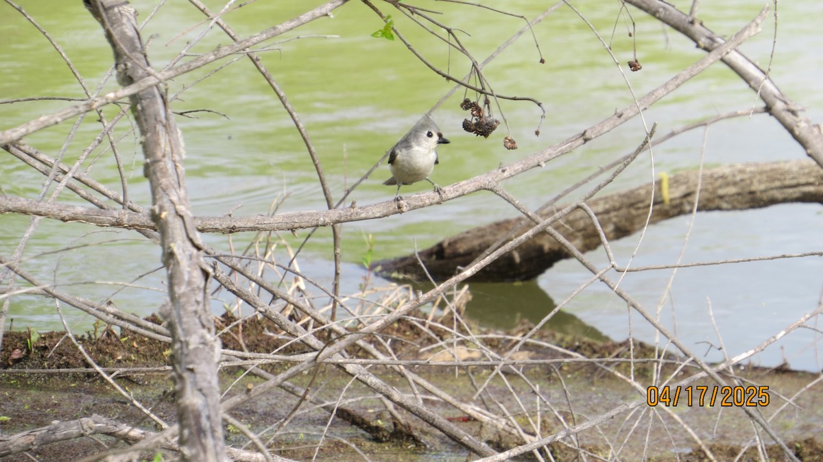 Tufted Titmouse - ML633918256