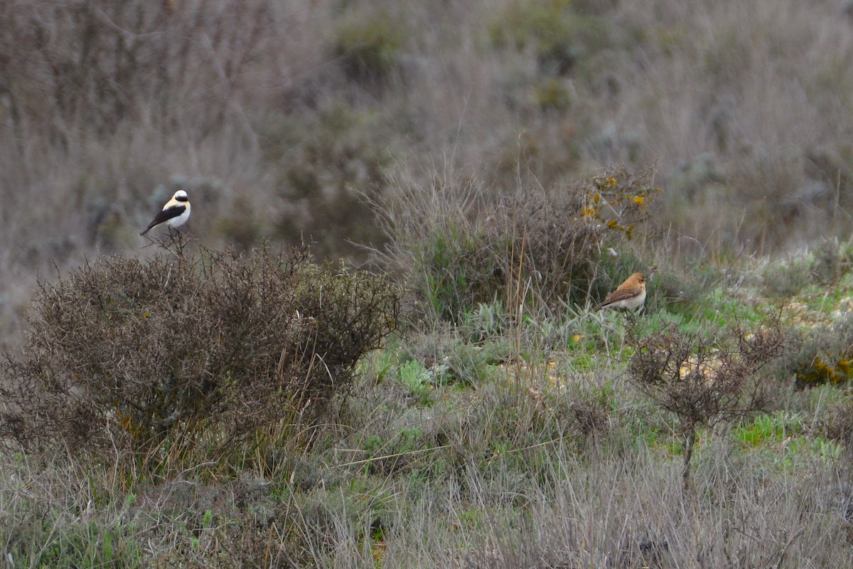 Western Black-eared Wheatear - ML633918269
