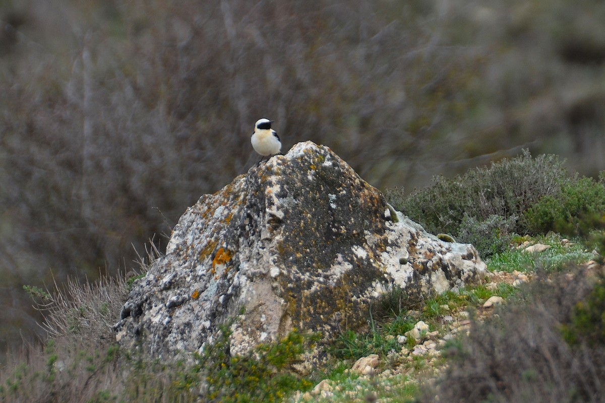 Western Black-eared Wheatear - ML633918309