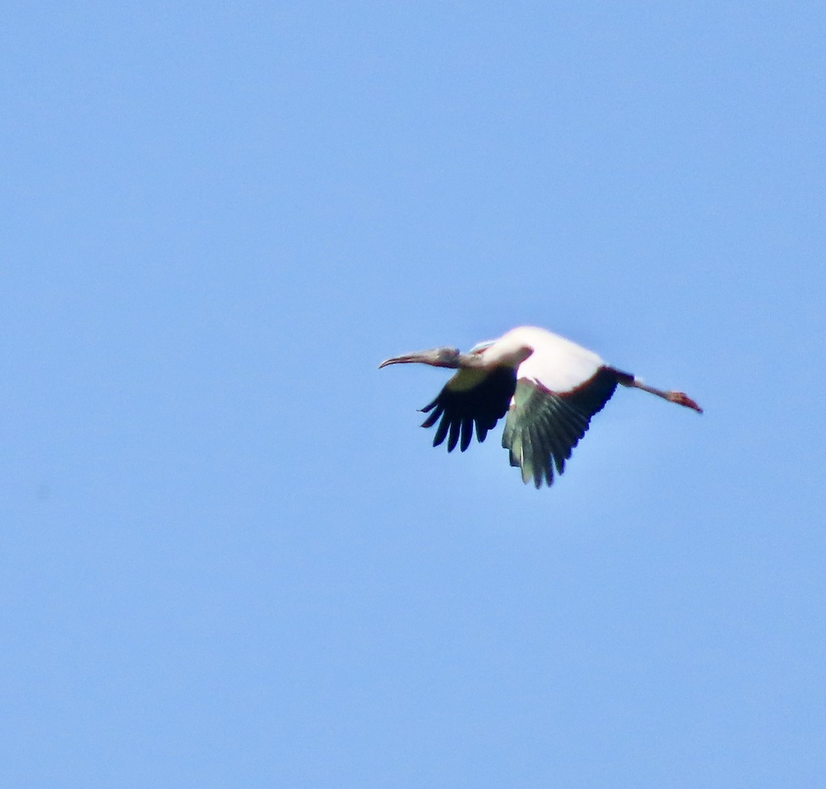 Wood Stork - ML633918342