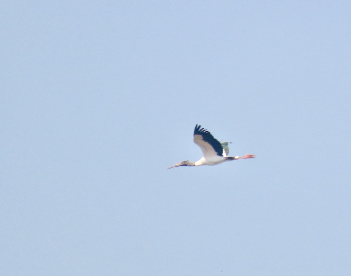 Wood Stork - ML633918344