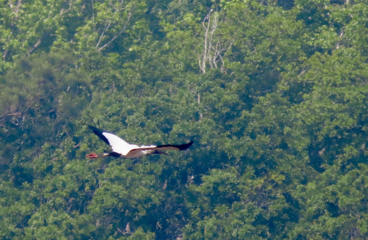 Wood Stork - ML633918345