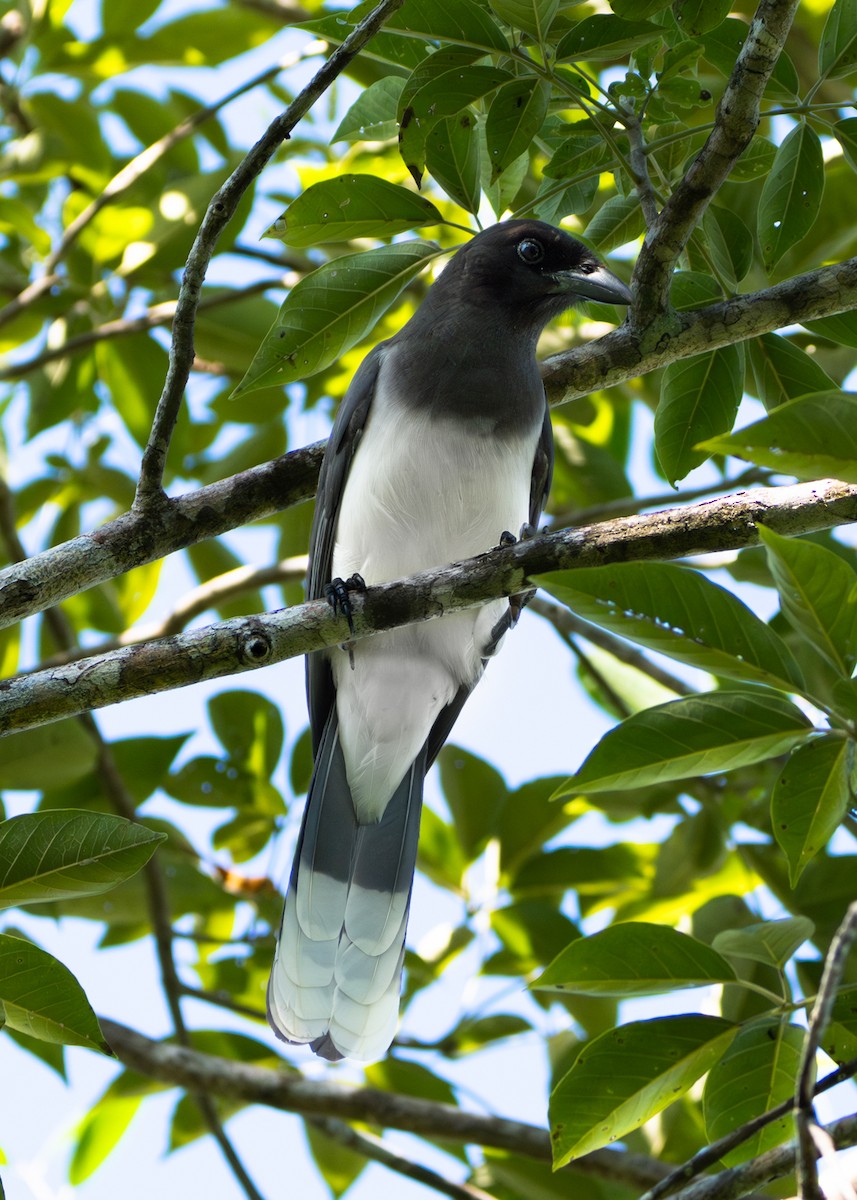 Geai enfumé - ML633918349