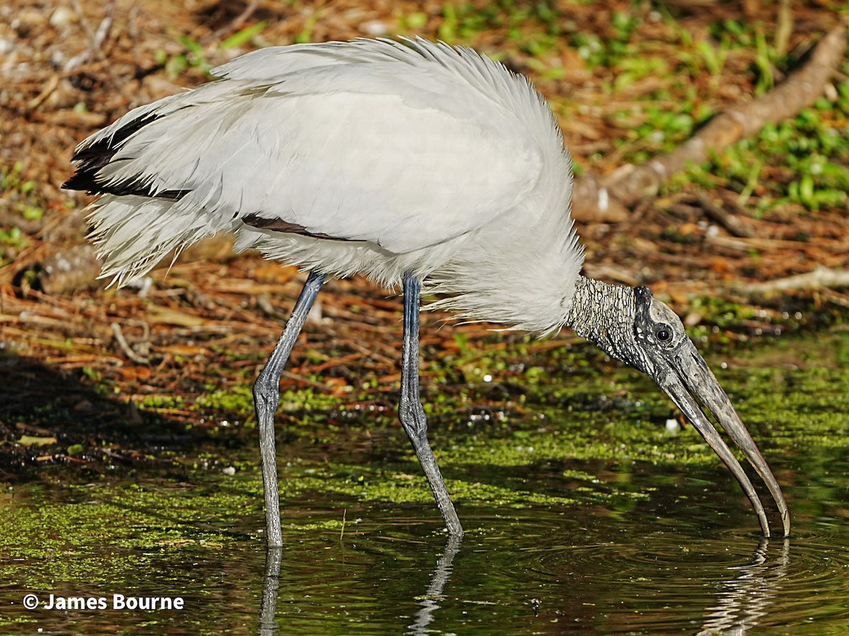 Wood Stork - ML633918376