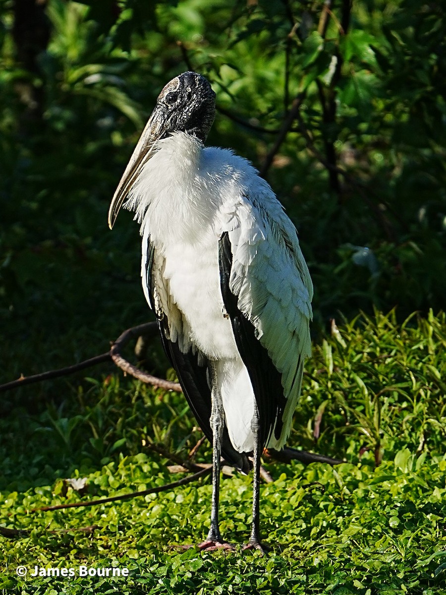 Wood Stork - ML633918377