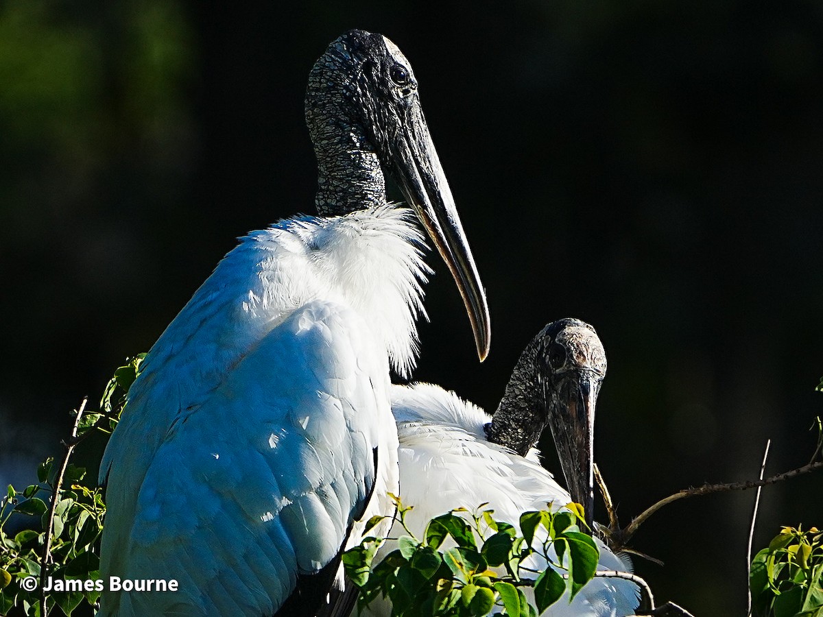 Wood Stork - ML633918378