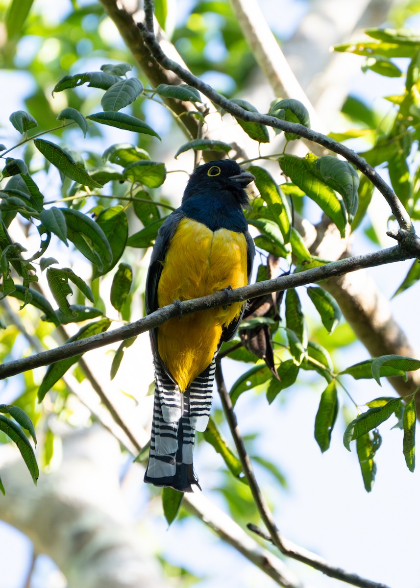 Trogon pattu - ML633918412