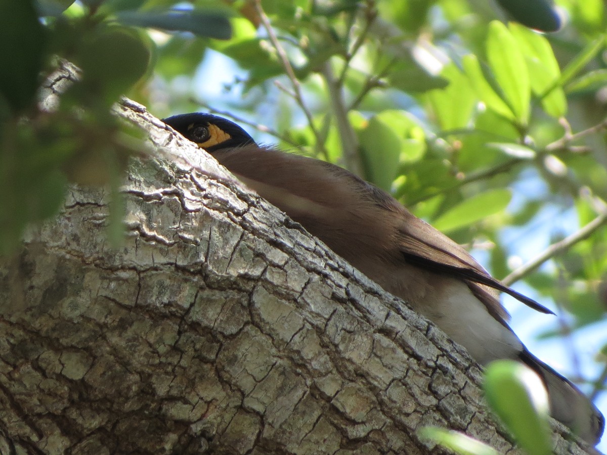 Common Myna - ML633918488
