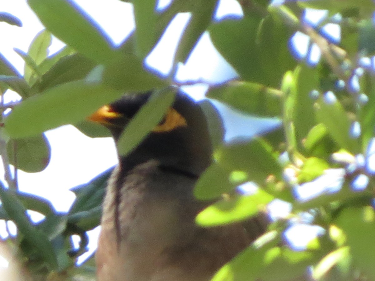 Common Myna - ML633918491