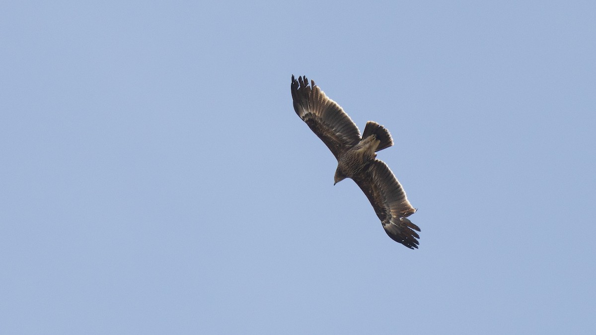 orel volavý - ML633918558