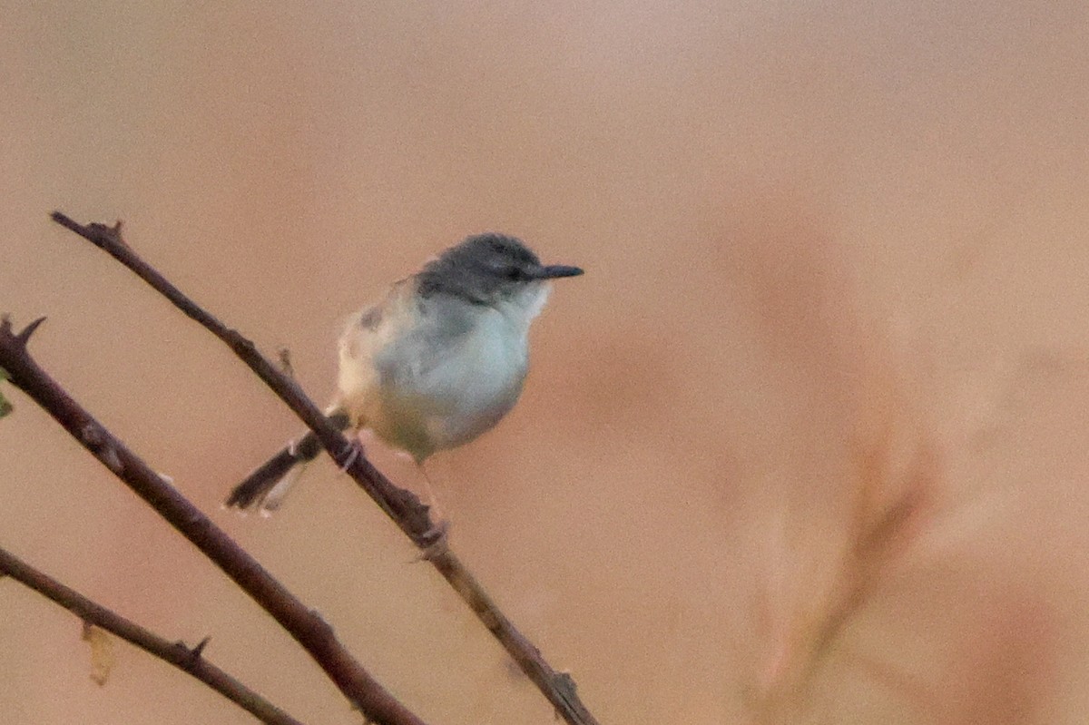 Prinia modeste - ML633918587