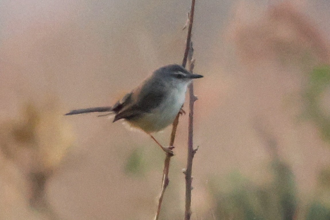 Prinia modeste - ML633918589