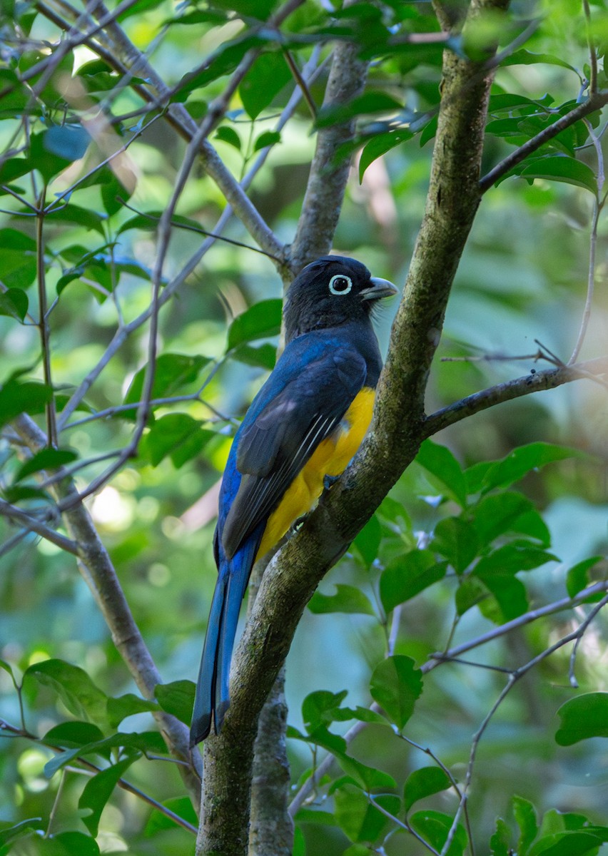 Trogon à tête noire - ML633918590