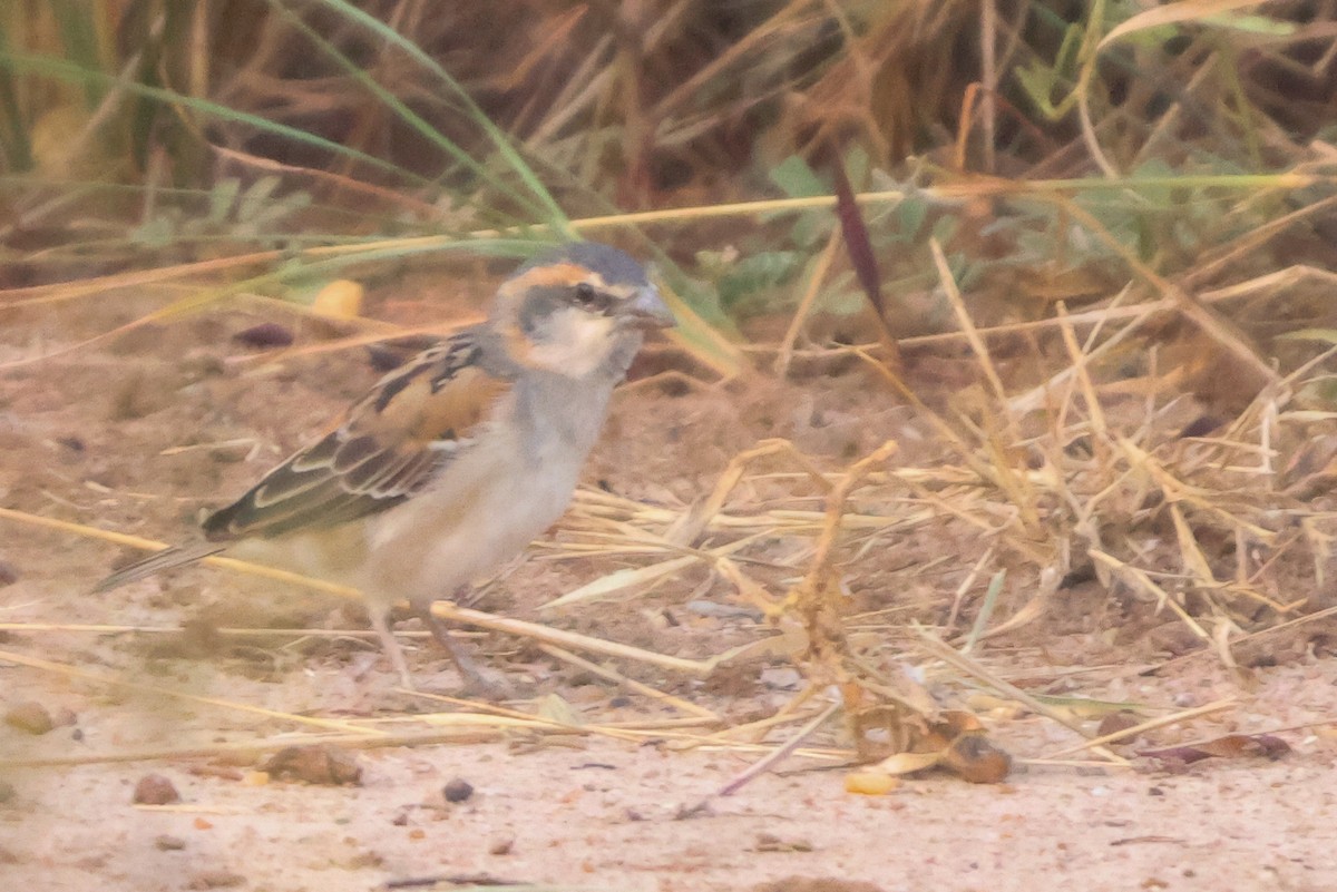 Shelley's Rufous Sparrow - ML633918607