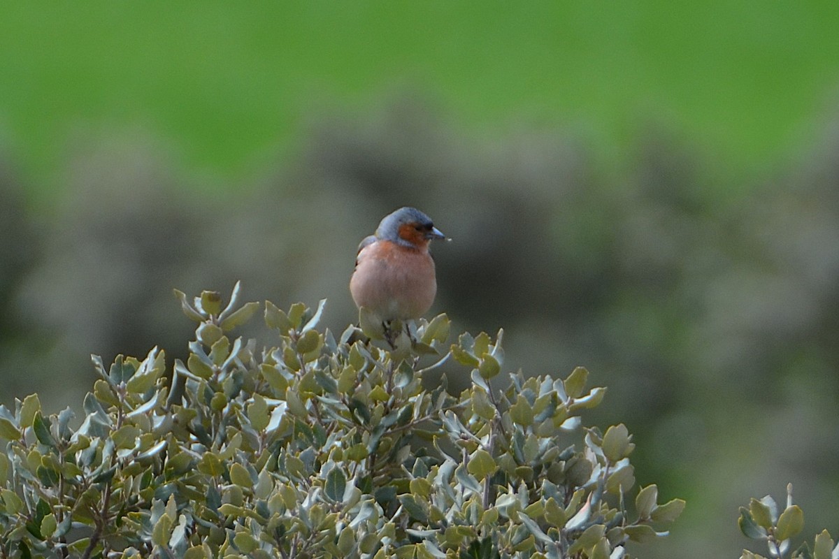Common Chaffinch - ML633918656