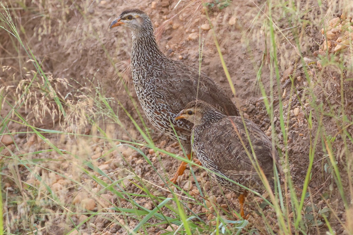 Francolin à bec jaune - ML633918669