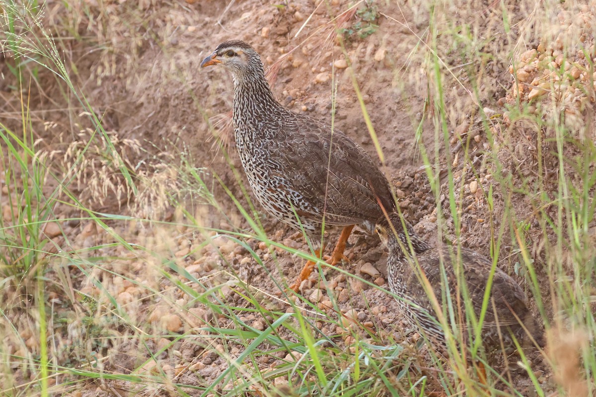 Francolin à bec jaune - ML633918670