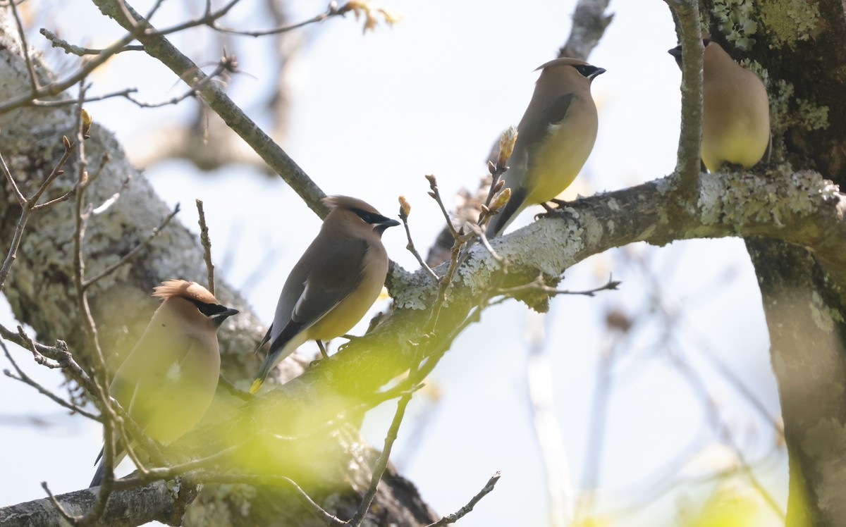 Cedar Waxwing - ML633918671