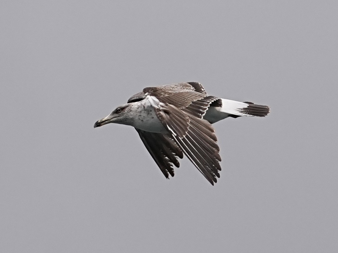 Yellow-legged Gull - ML633918730