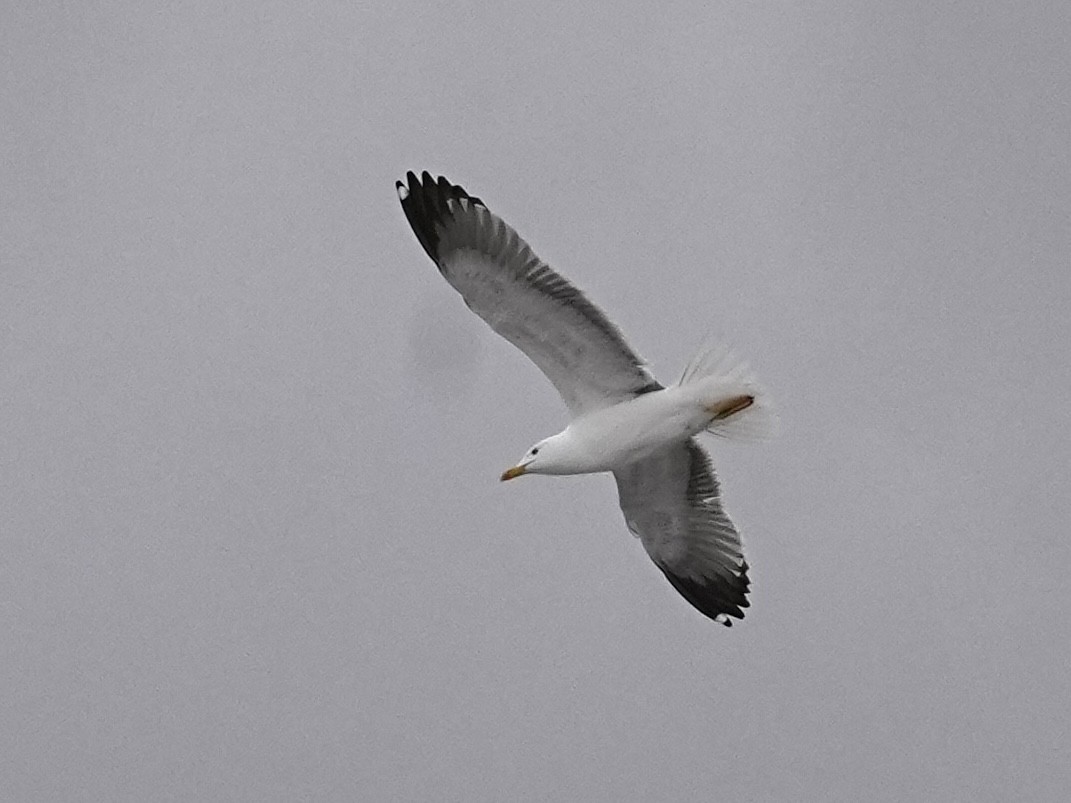 Yellow-legged Gull - ML633918731