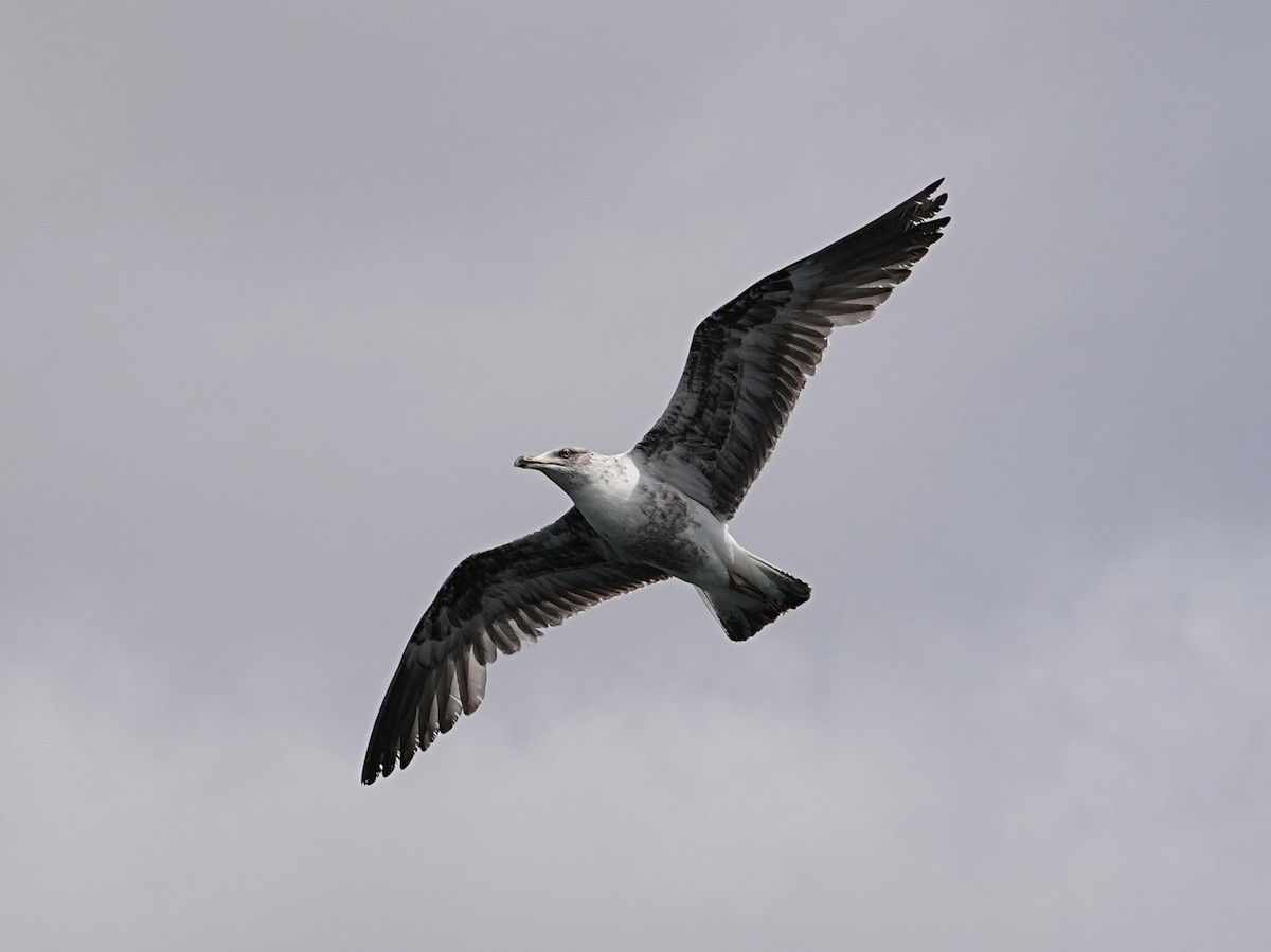 Yellow-legged Gull - ML633918732