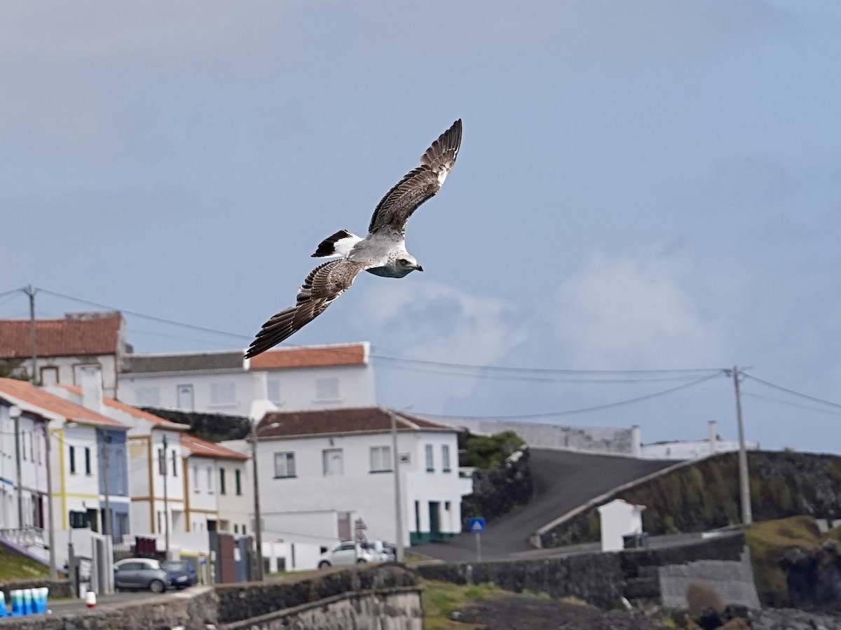 Yellow-legged Gull - ML633918733
