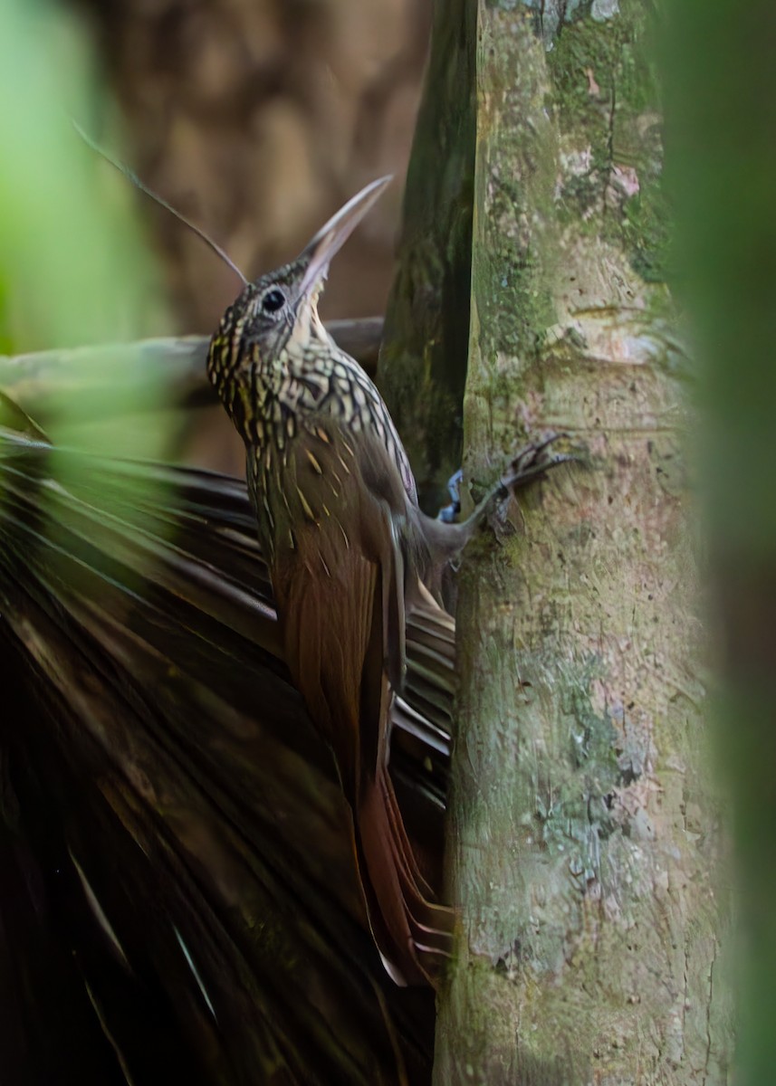 Grimpar à bec ivoire - ML633918748