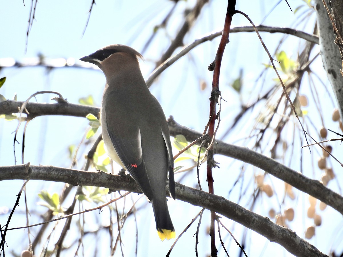 Cedar Waxwing - ML633918777