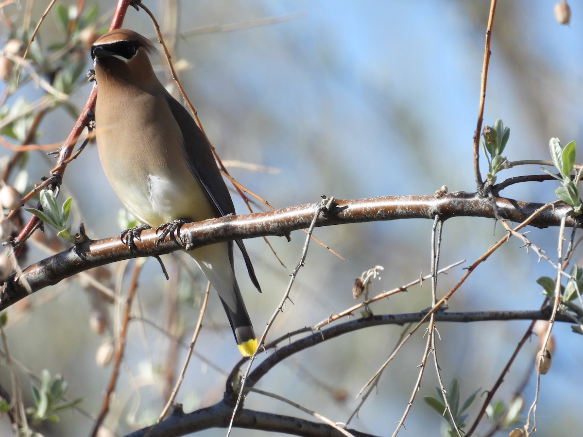 Cedar Waxwing - ML633918778