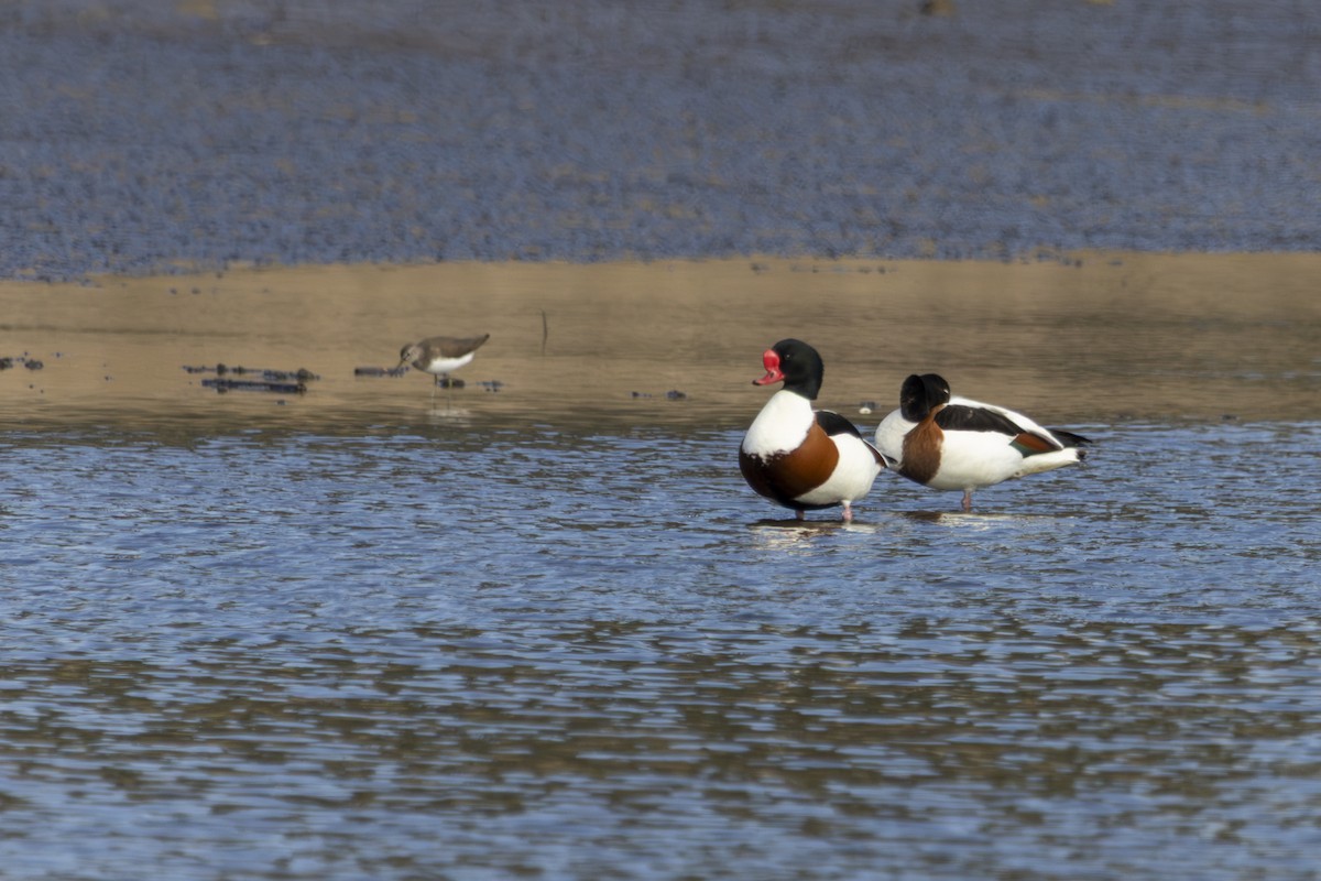 Common Shelduck - ML633918796