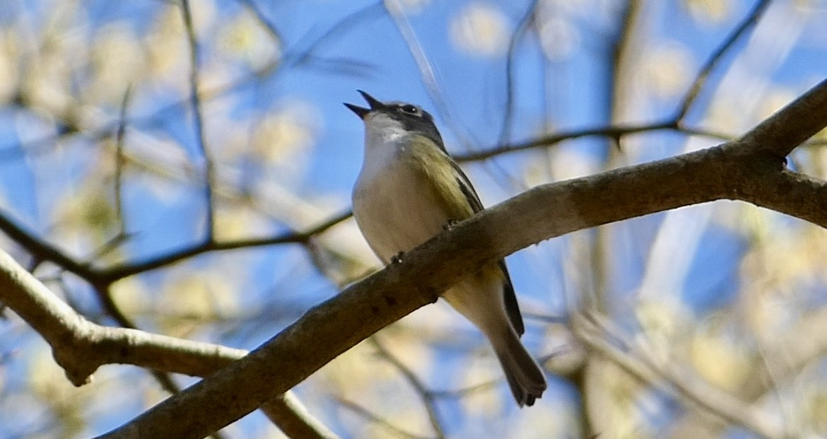 Blue-headed Vireo - ML633918863