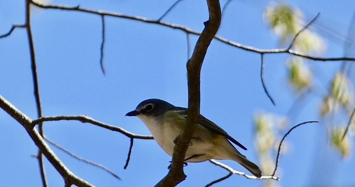 Blue-headed Vireo - ML633918864