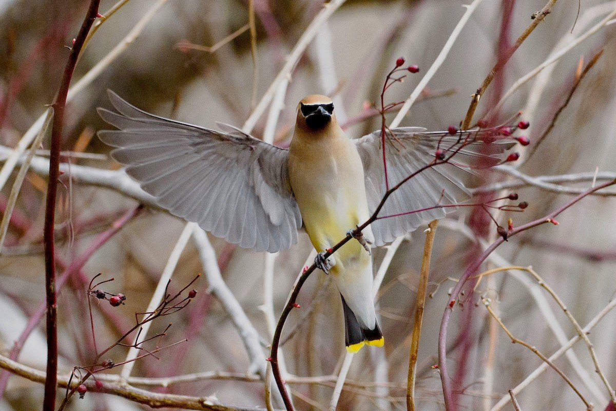 Cedar Waxwing - ML633918985