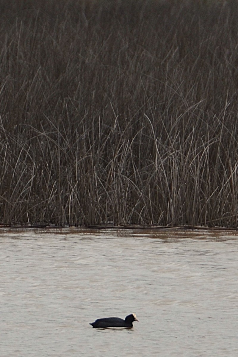 Eurasian Coot - ML633918992