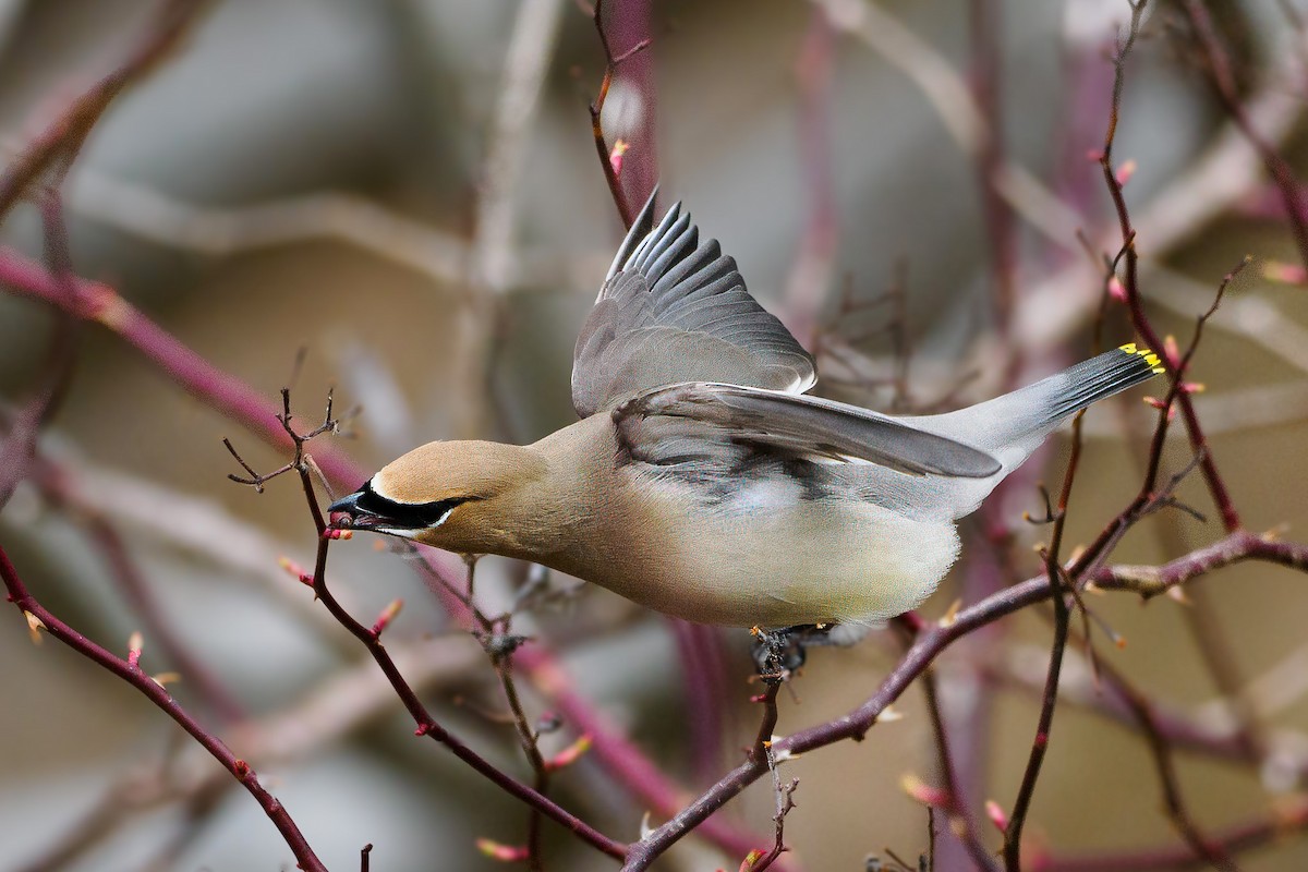 Cedar Waxwing - ML633918993