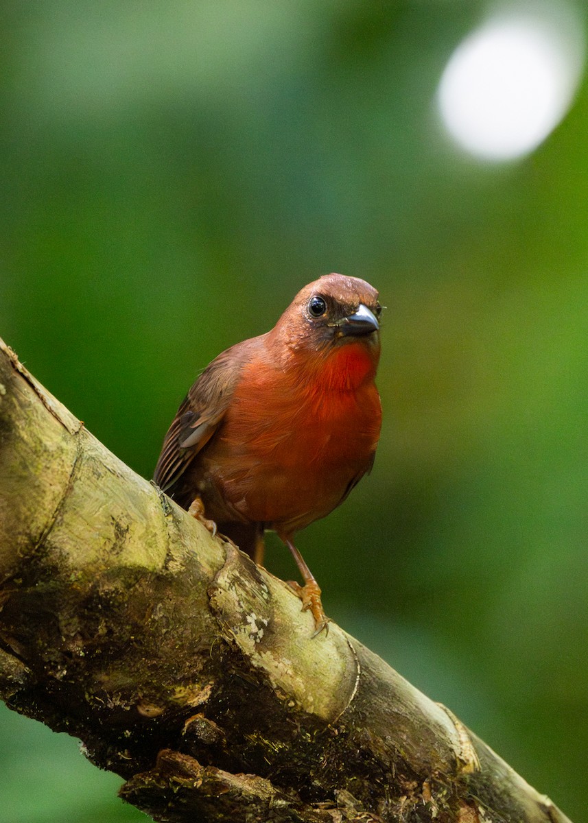 Habia à gorge rouge - ML633918994