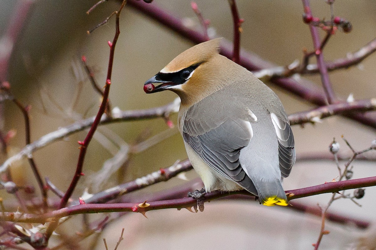 Cedar Waxwing - ML633918995