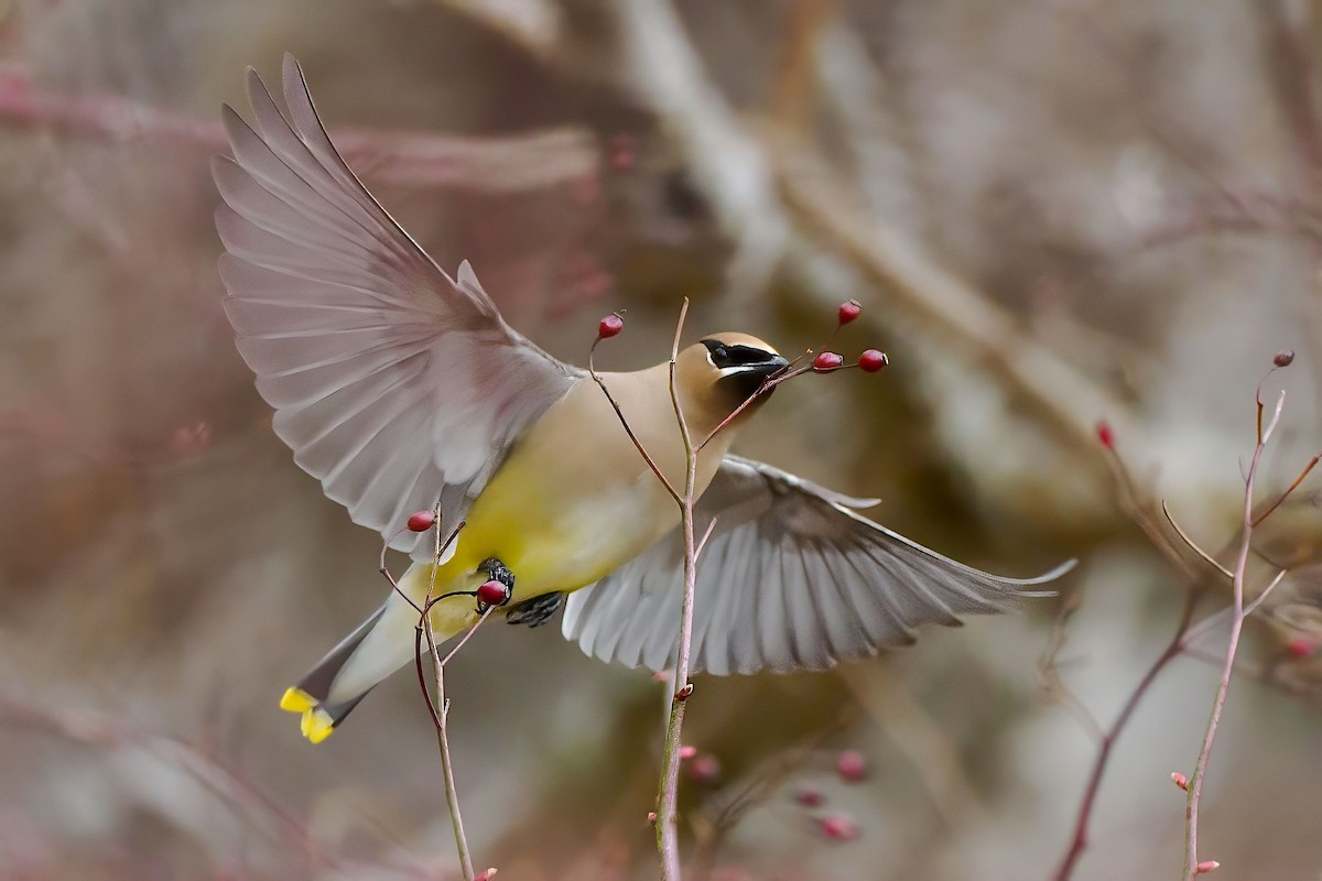 Cedar Waxwing - ML633919007