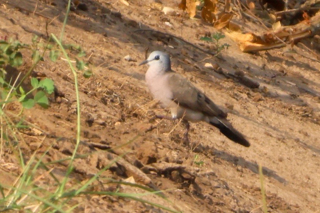 Black-billed Wood-Dove - ML633919024