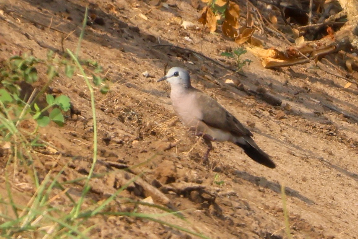 Black-billed Wood-Dove - ML633919025