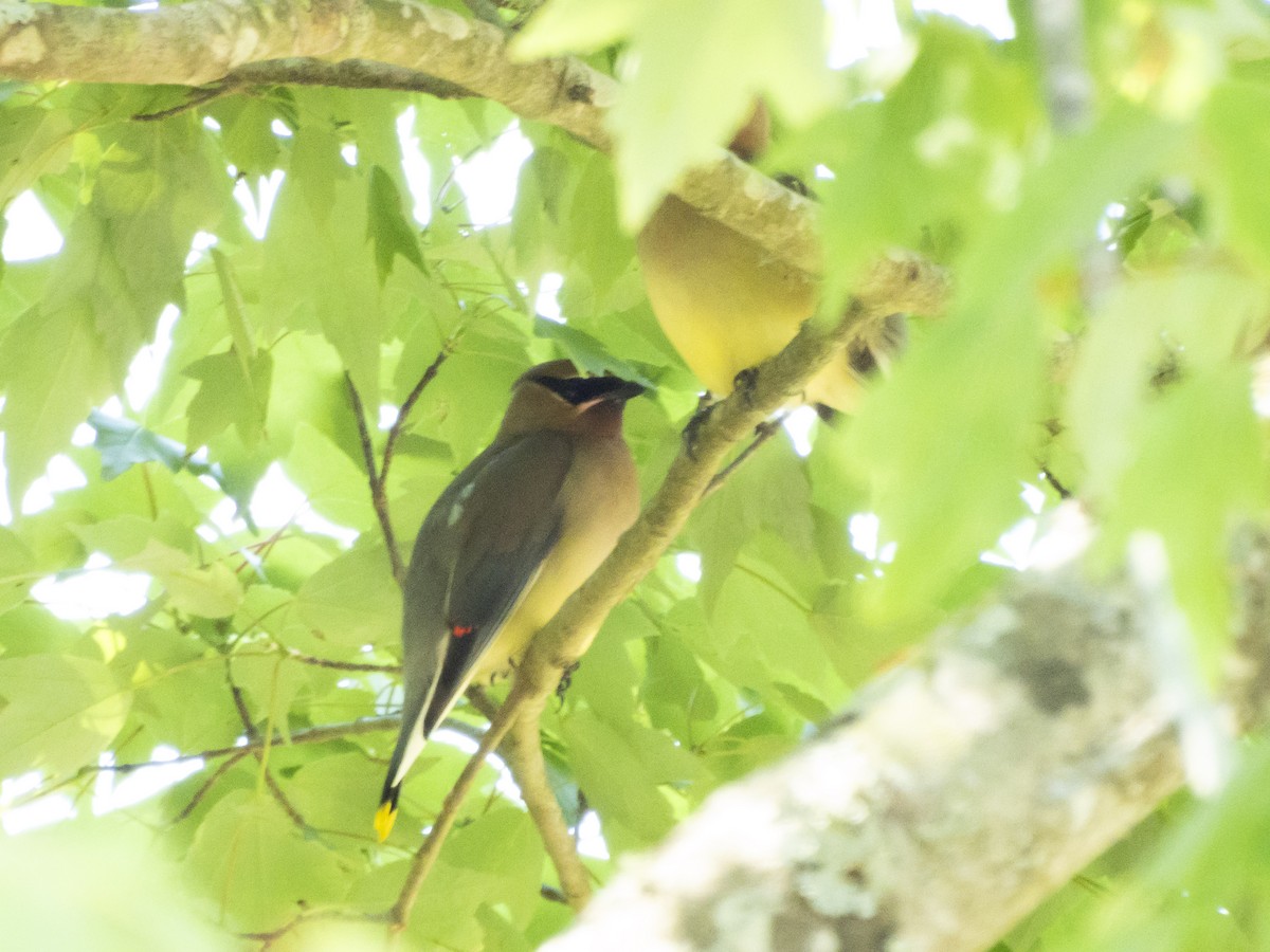 Cedar Waxwing - ML633919423