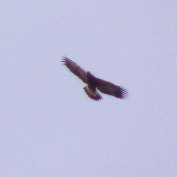 Golden Eagle - ML633919456