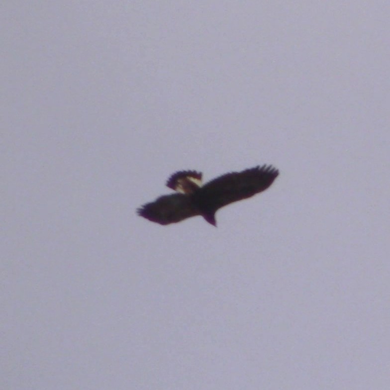 Golden Eagle - ML633919457